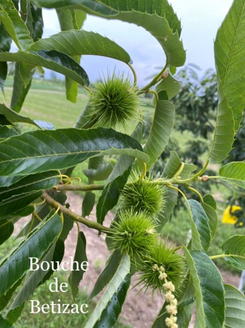 Chestnuts blooming